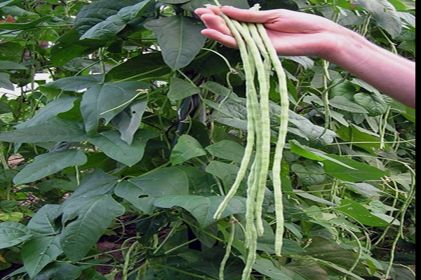 Budidaya Kacang Panjang