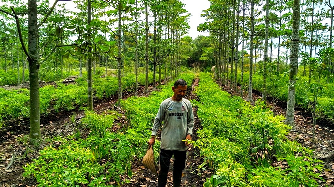 Perpaduan Hutan dan Perkebunan