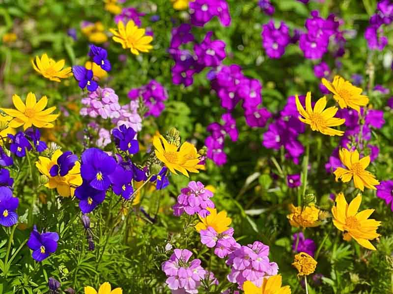 Wild Gardening